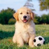 Woofpack Pet Care