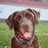 Pawsitive Momentum