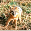 Captor Wildlife Services