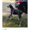 DogDays
