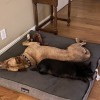 WOOF Boarding & Daycare For Dogs