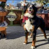 Pet Wants Twin Falls