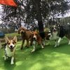 K9 Adventures