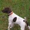 Muddy Creek Kennels