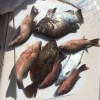 Drag On Charters