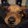 Down To Earth Dogs