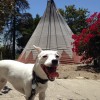 Yo Dog Walker