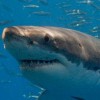 Shark Diver
