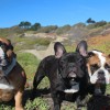 Frenchie Fetch