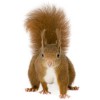 Forsyth Wildlife