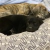A Howlin' Good Time