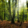 Golden Oak Tree Service