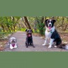 Loving Pet Care