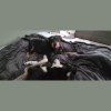 Debra's Dog Den