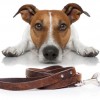 Beach Dog Walking & Pet Care