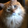 Corvallis Pet Sitter