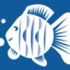 Splash Swim School