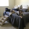 Wagtastic Pet Care