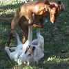 Canine Athletic Club