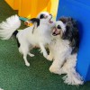 The Art Of Dog