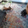 Pet & People Sitters