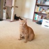 Fido's Following