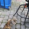 Grasshopper Pet Sitting