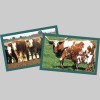 Escalon Livestock Market