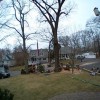 Sunburst Tree Experts