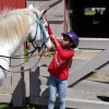 Royal Horseshoe Farm