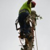Altar Tree Service