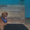Roscoes Bed & Bark