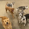 Dog Town NY