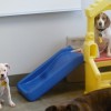 Spa Paw & Tail Premier Pet Resort