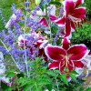 CT GardenScapes