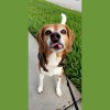 Furbaby Walks