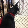 Top Dog Daycare