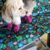 Gentle Groomer