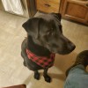 T & M Kennels