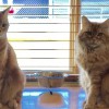Gabi Kat Grooming