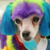Uptown Pooch Mobile Dog Groomer