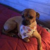 The Darling Dog Pet Salon