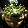 Aurora's Apothecary