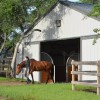 Coraggio Equestrian