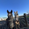 WindWalker Farms