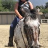 Altadena Stables