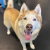 5th Avenue Fido