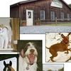 Pinewood Kennels