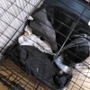 Heal Pet Care