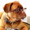 Essential Pet Sitting
